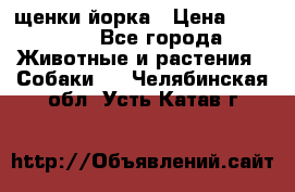 щенки йорка › Цена ­ 15 000 - Все города Животные и растения » Собаки   . Челябинская обл.,Усть-Катав г.